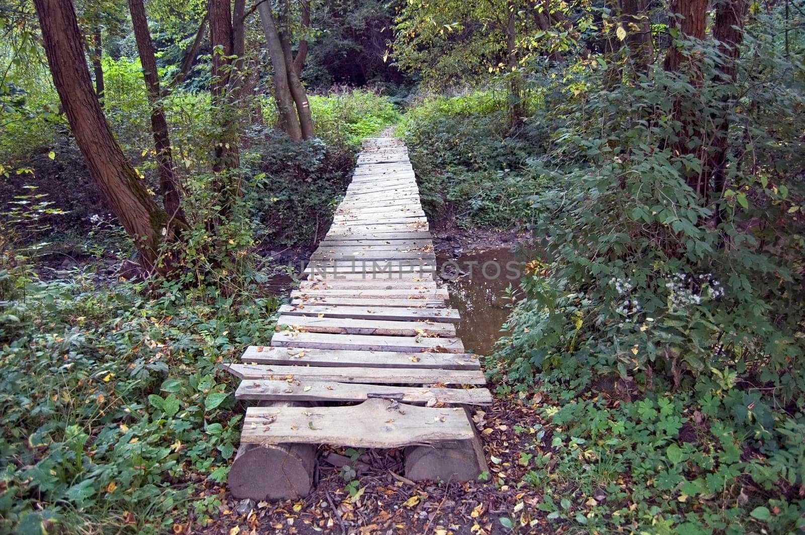 Bridge over forest creek