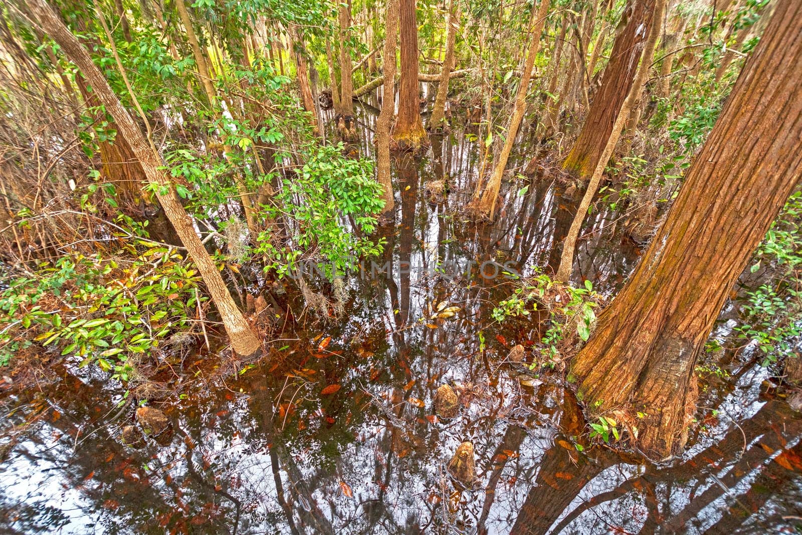 Looking Down into the Dark Waters of a Cypress Swamp in Okefenokke Swamp in Georgia