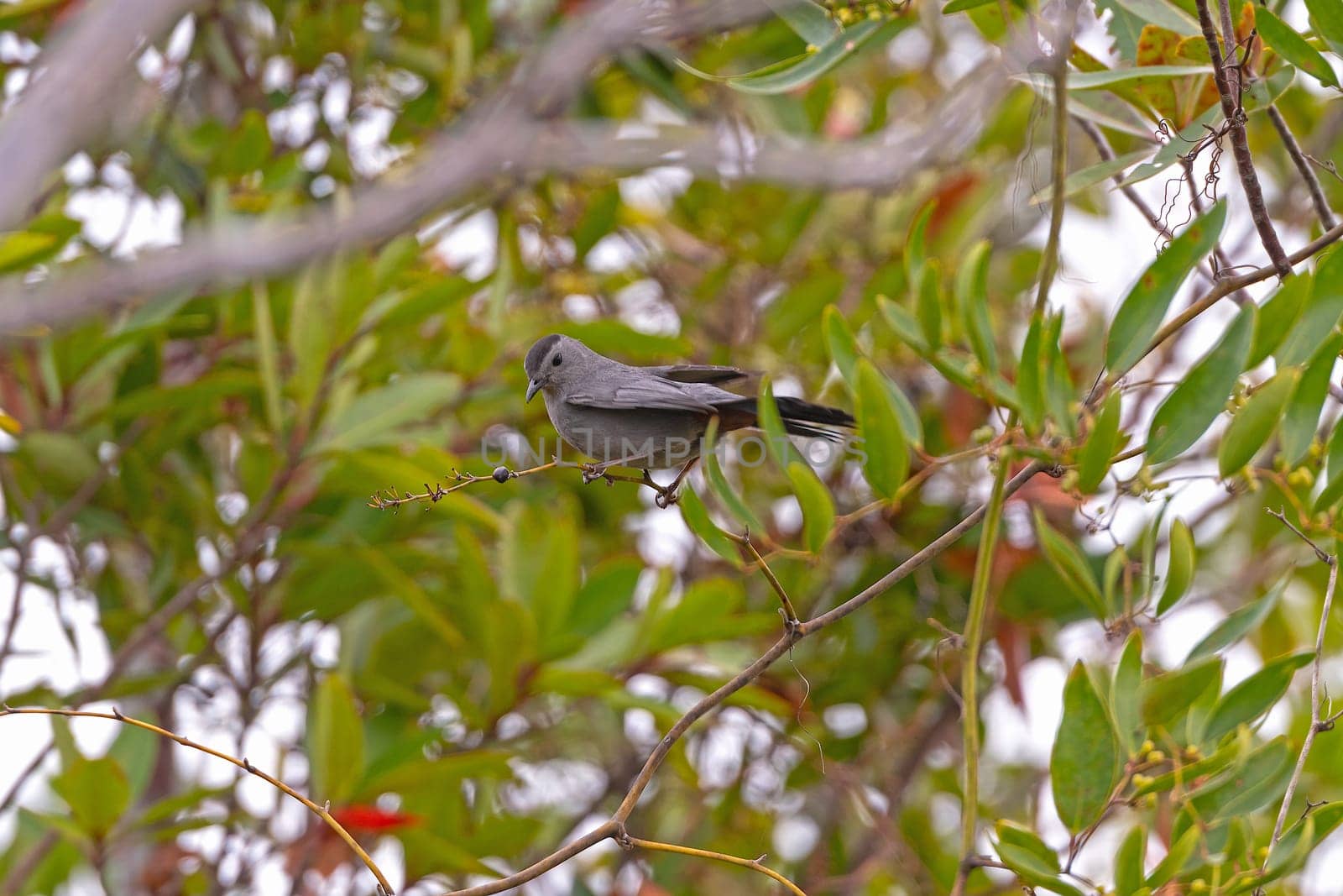 Gray Catbird Looking at a Berry in the Tree in Okefenokee Swamp in Georgia