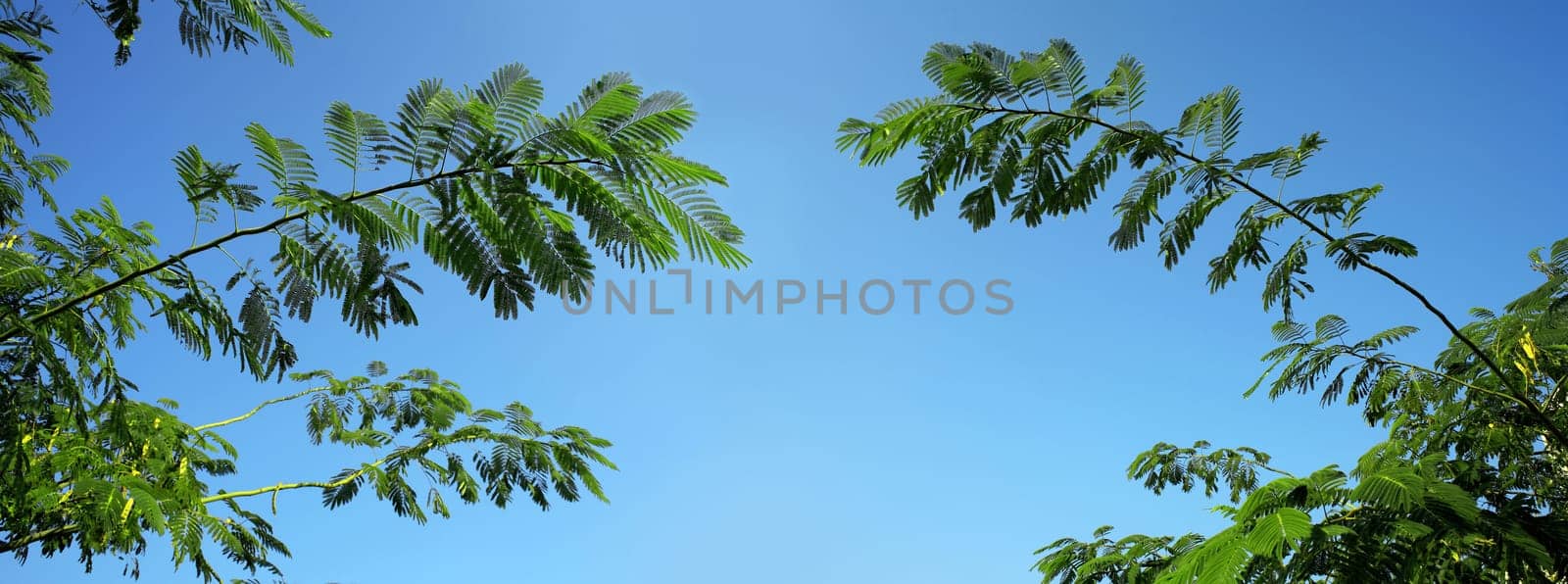 an image of tree and sky