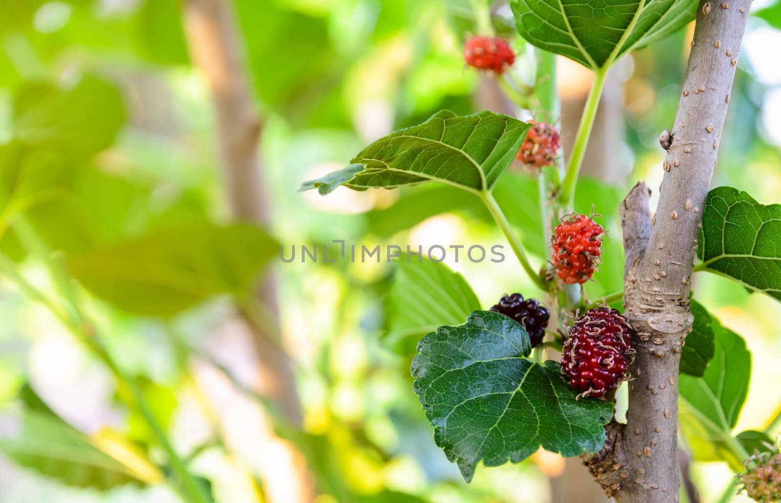 Fresh unripe red and black mulberries fruit on its tree. Mulberry leaves is useful in the cultivation of silkworms