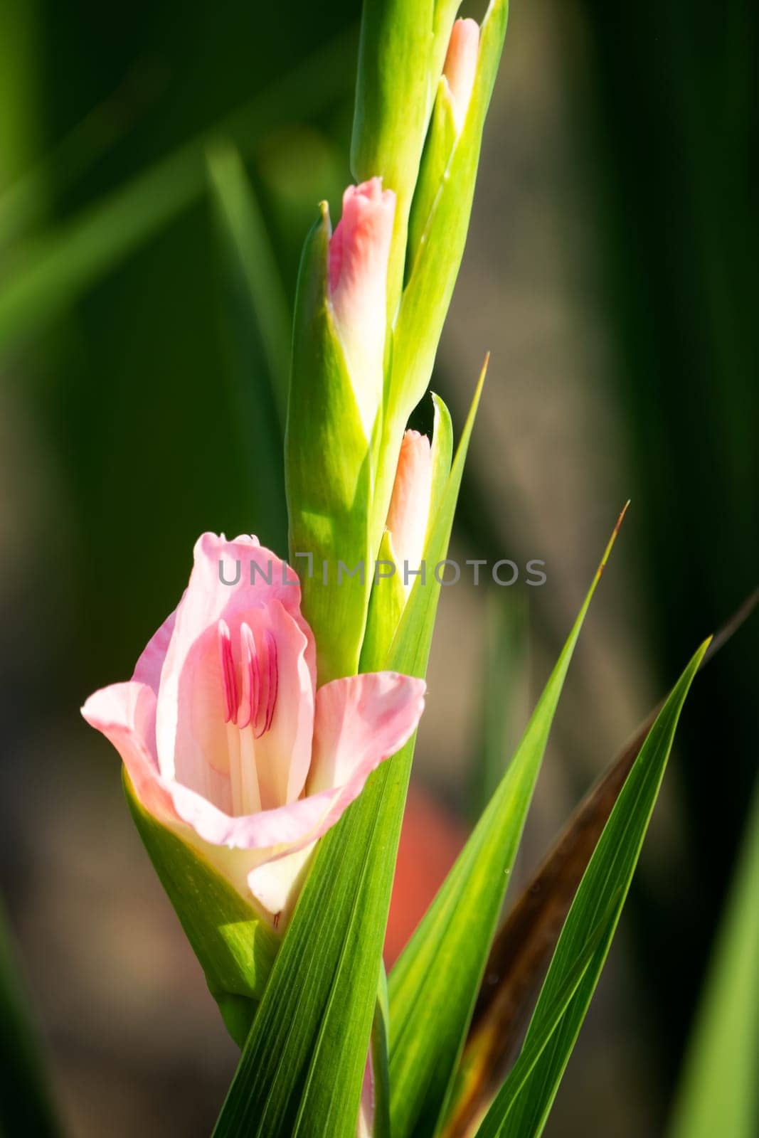 Gladioli in the garden,close-up of the blooming sword flower