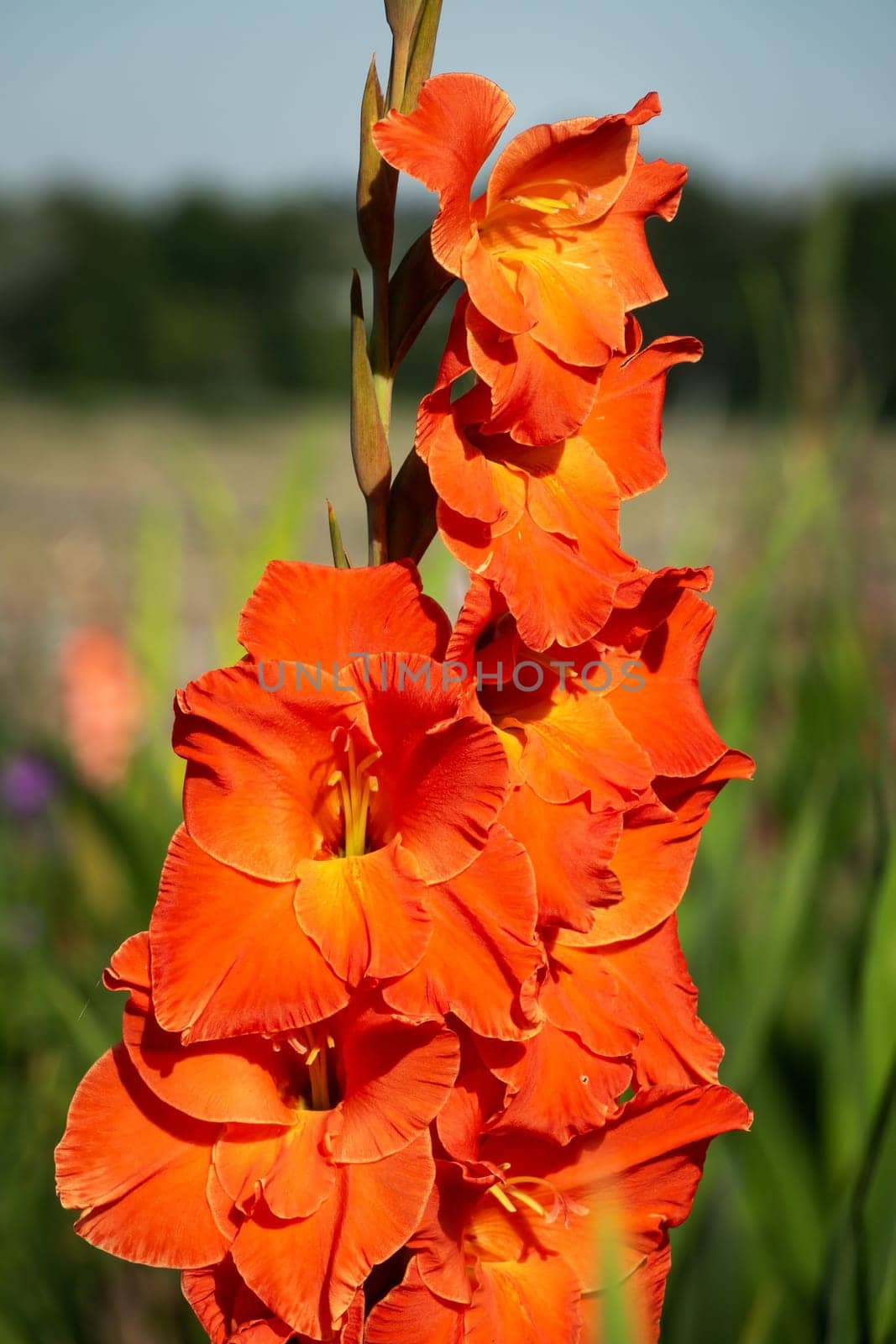 Gladioli in the garden,close-up of the blooming sword flower