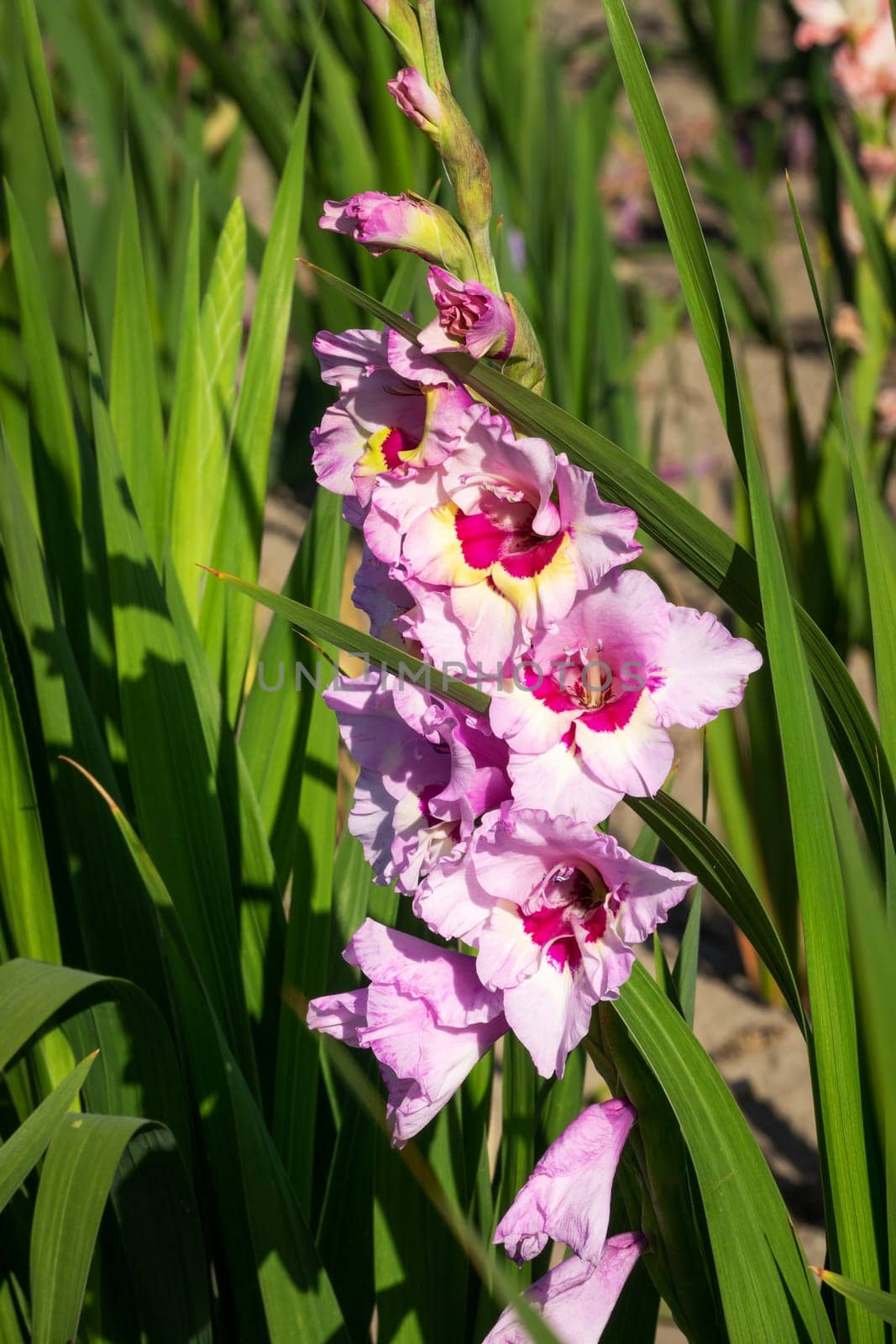 Gladioli in the garden,close-up of the blooming sword flower