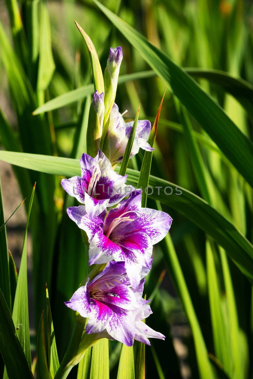 Gladioli in the garden,close-up of the blooming sword flower