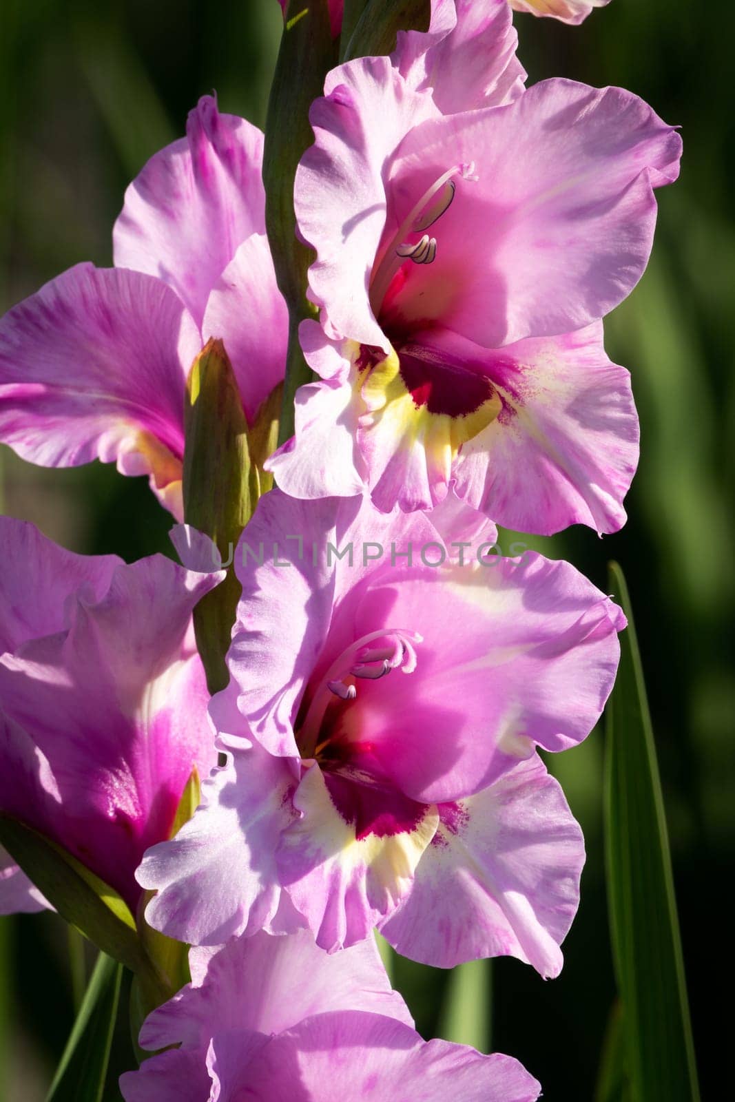 Gladioli in the garden,close-up of the blooming sword flower