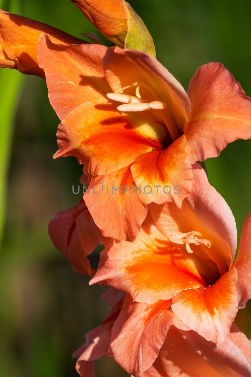 Gladioli in the garden,close-up of the blooming sword flower