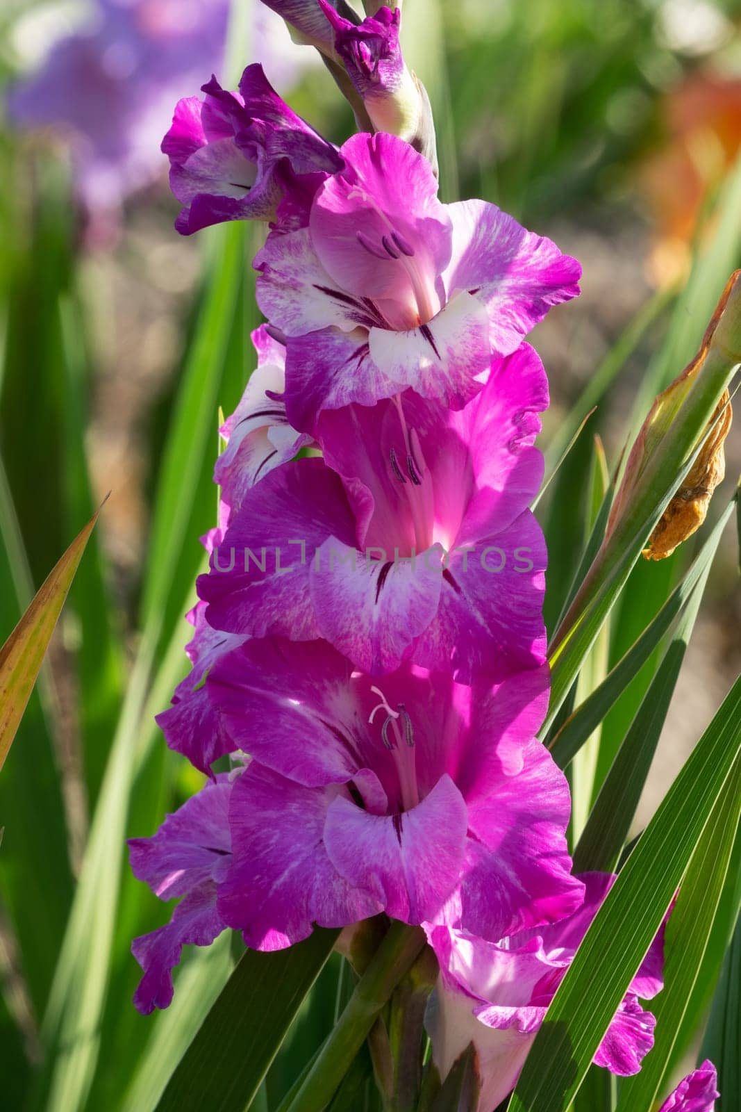 Gladioli in the garden,close-up of the blooming sword flower