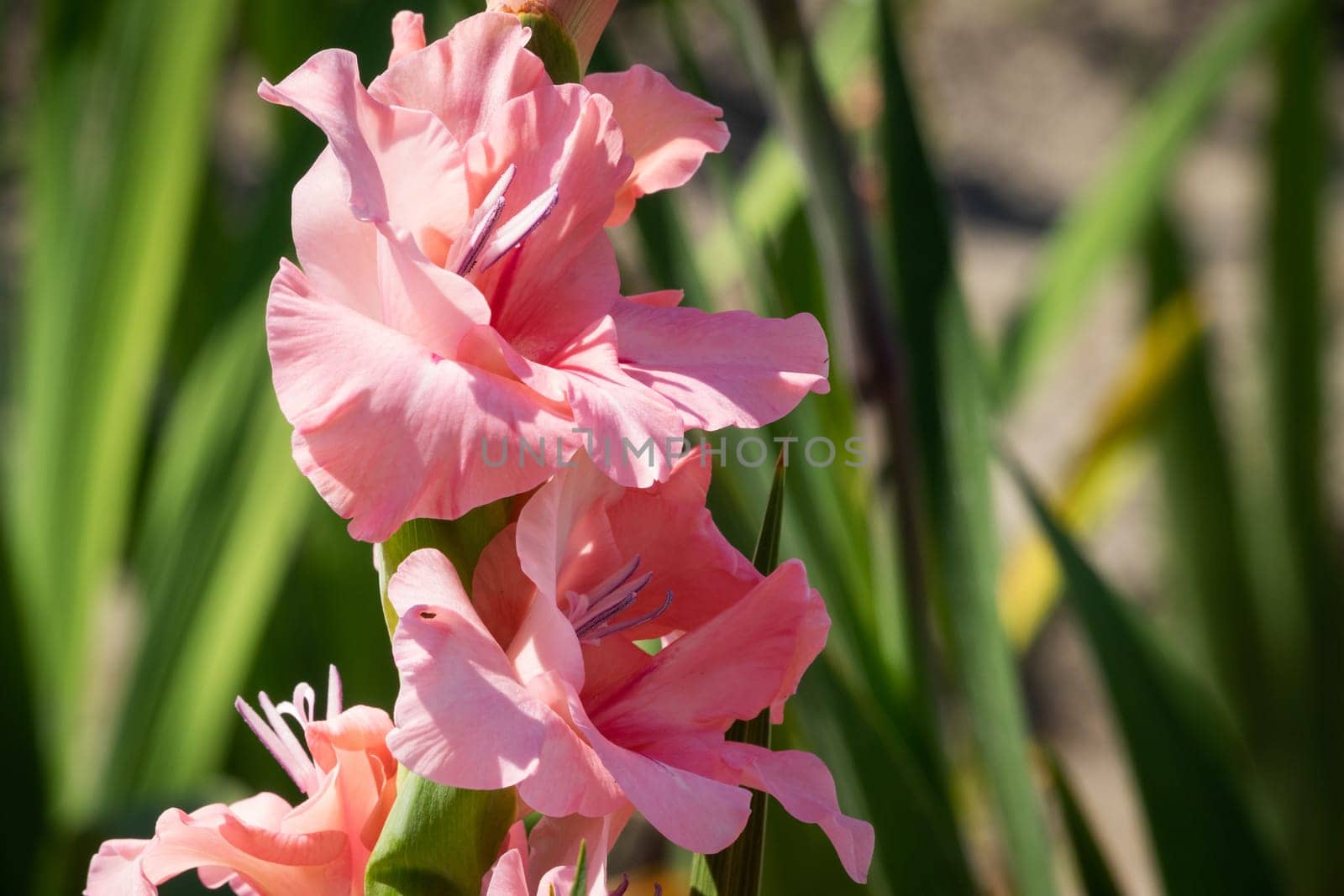 Gladioli in the garden,close-up of the blooming sword flower