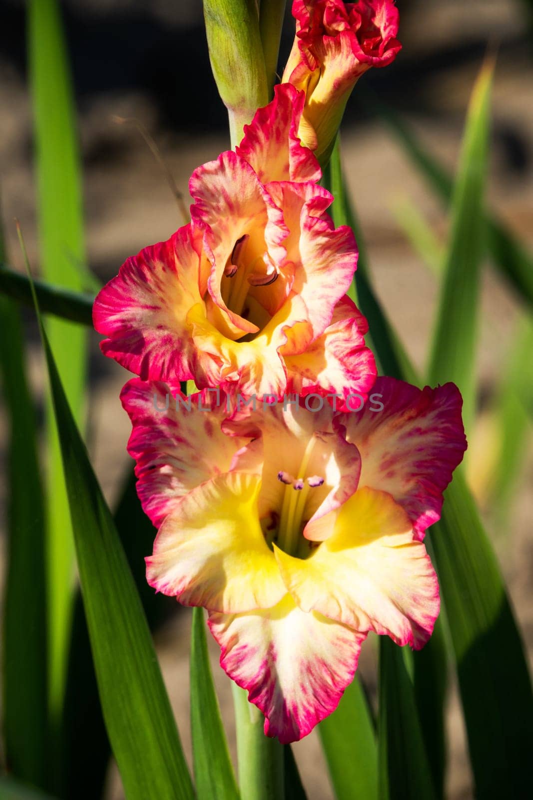 Gladioli in the garden,close-up of the blooming sword flower