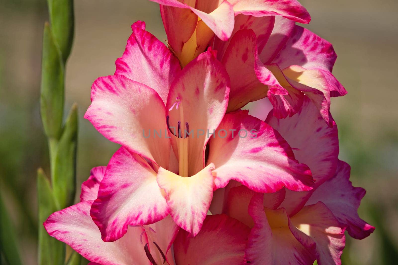 Gladioli in the garden,close-up of the blooming sword flower