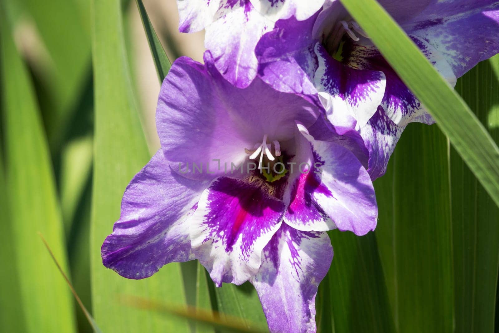 Gladioli in the garden,close-up of the blooming sword flower