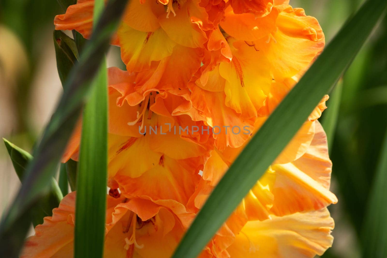Gladioli in the garden,close-up of the blooming sword flower