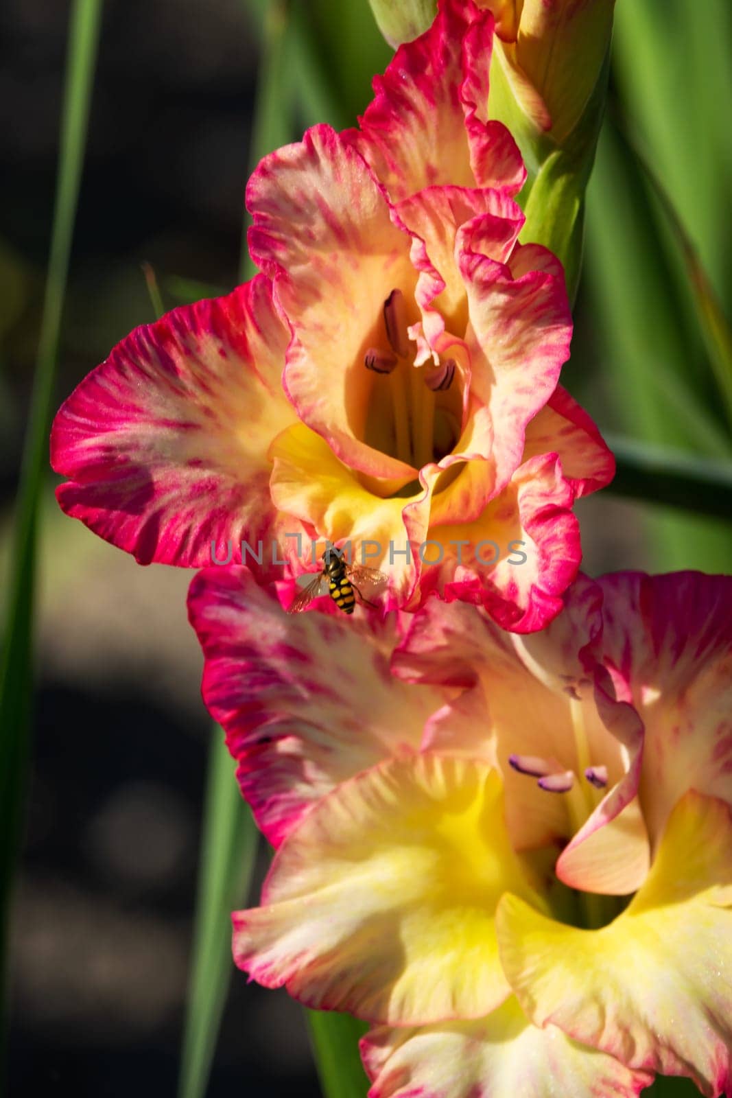 Gladioli in the garden,close-up of the blooming sword flower