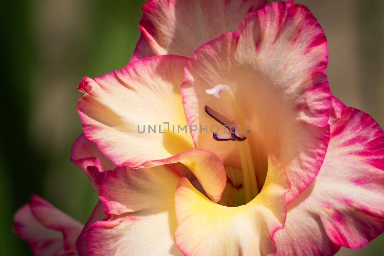 Gladioli in the garden,close-up of the blooming sword flower