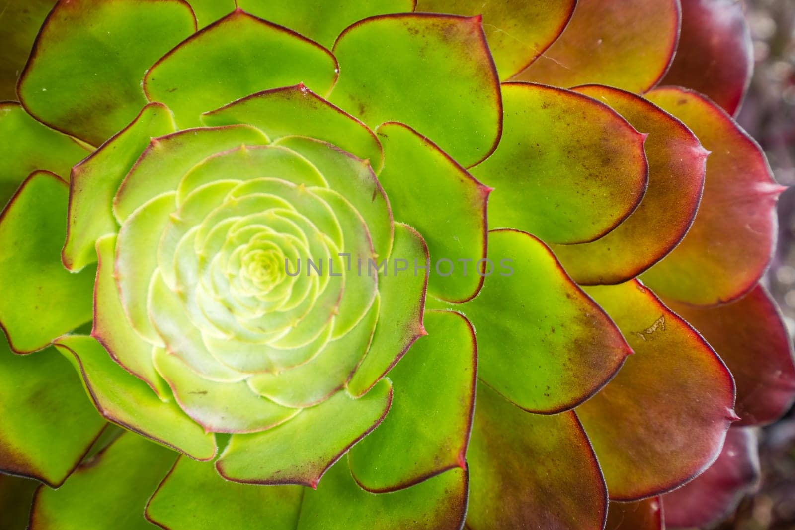 Closeup of an Aeonium succulent plant photographed in the tropical terraced gardens on the St Michaels Mount in Cornwall, UK