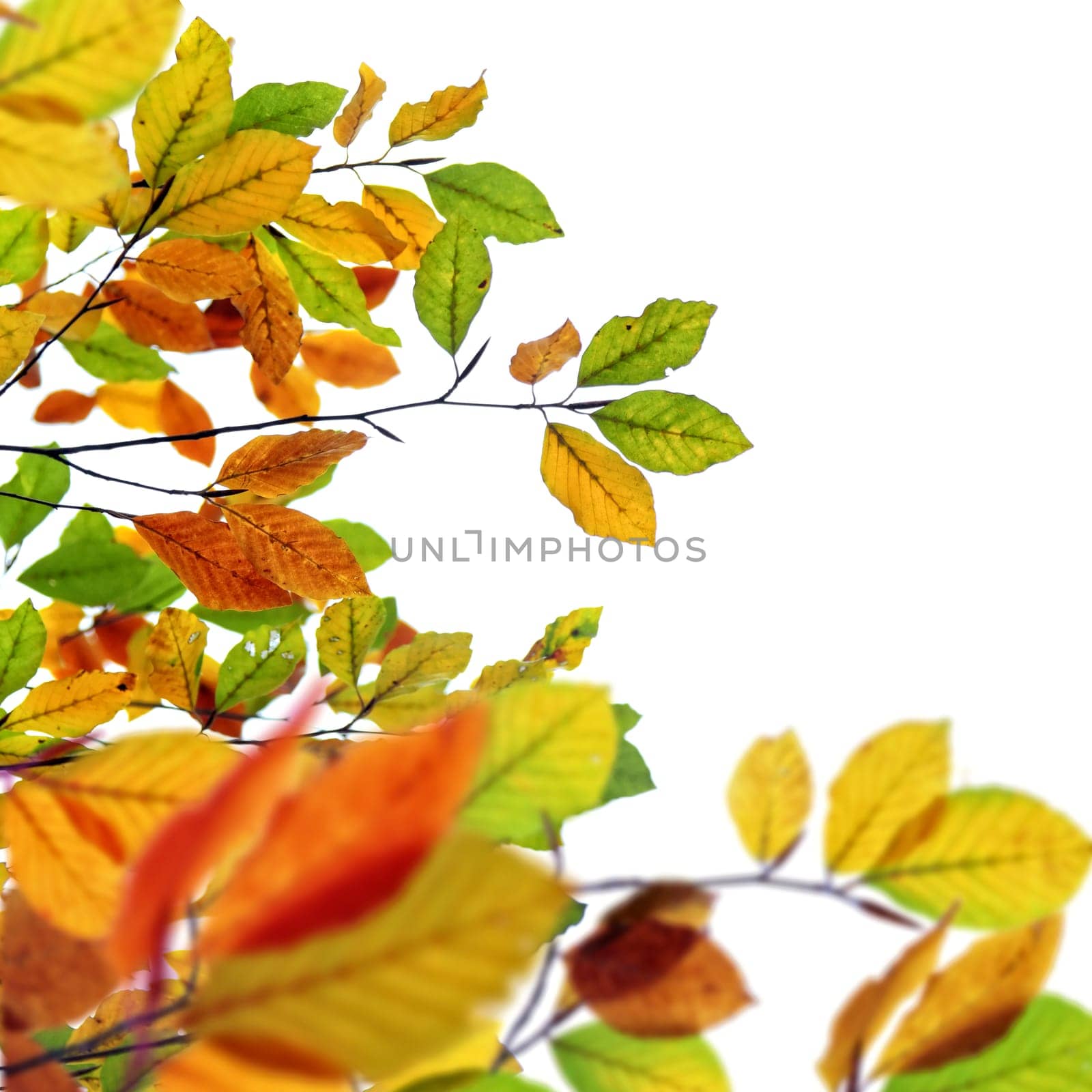 Close up shot of autumn leaves