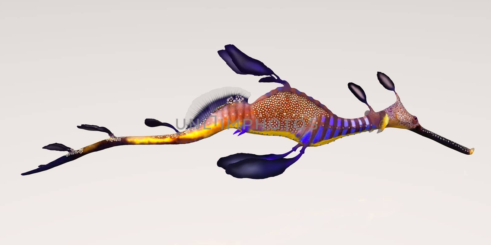 The Leafy Seadragon don't have any teeth and suck their food down their tube snouts. They hide in seagrasses, kelp and coral reefs and eat invertebrates such as shrimp, zooplanton and larval fish.