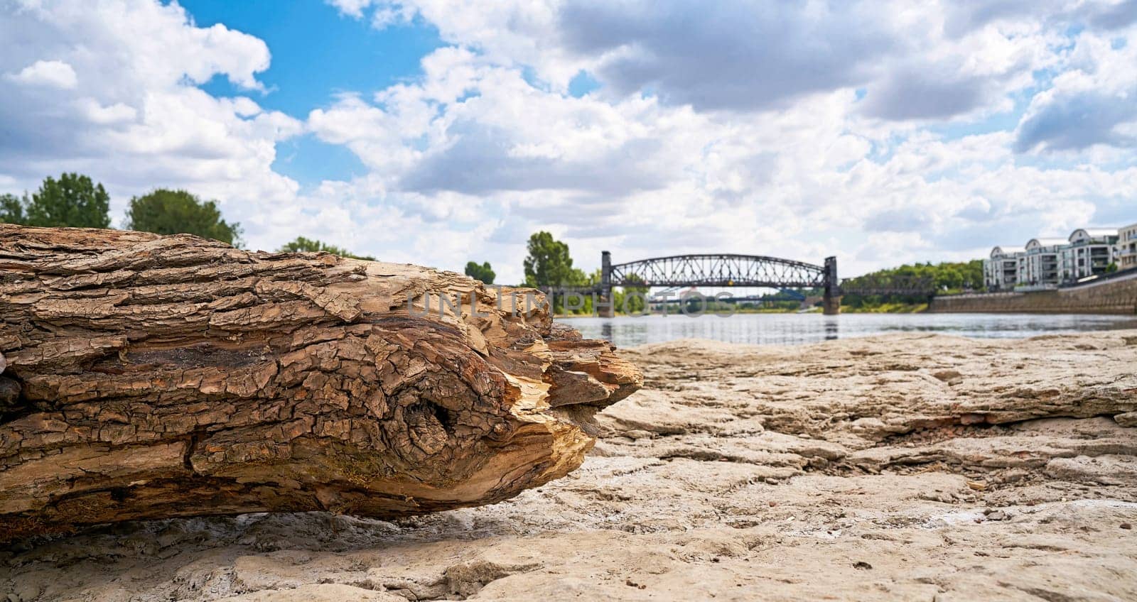 Tree trunk on the cathedral rock in Magdeburg. In the background the lifting bridge