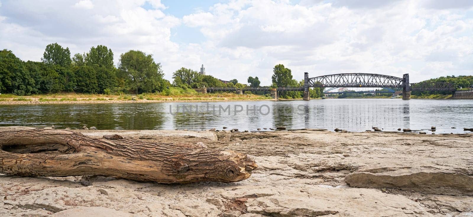 Tree trunk on the cathedral rock in Magdeburg. In the background the lifting bridge