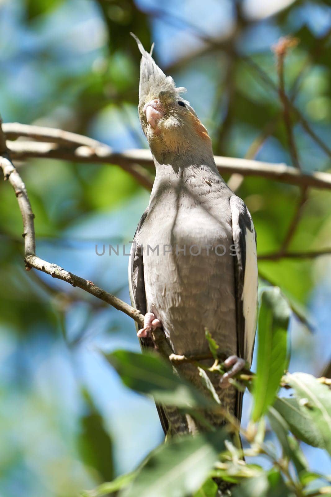 a cockatiel in its natural habitat in Australia