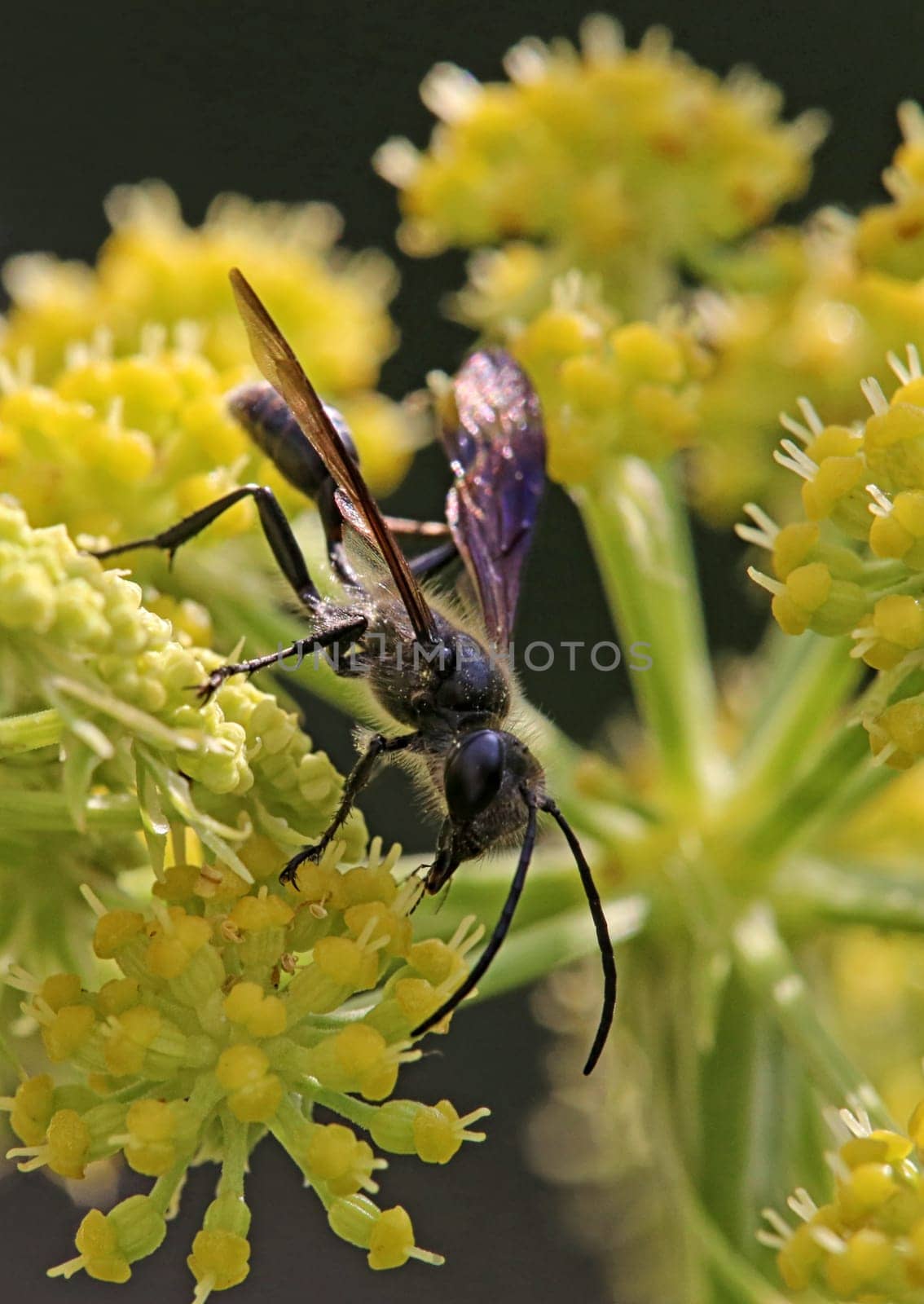 Macro Steel Blue Cricket Hunter Isodontia mexicana