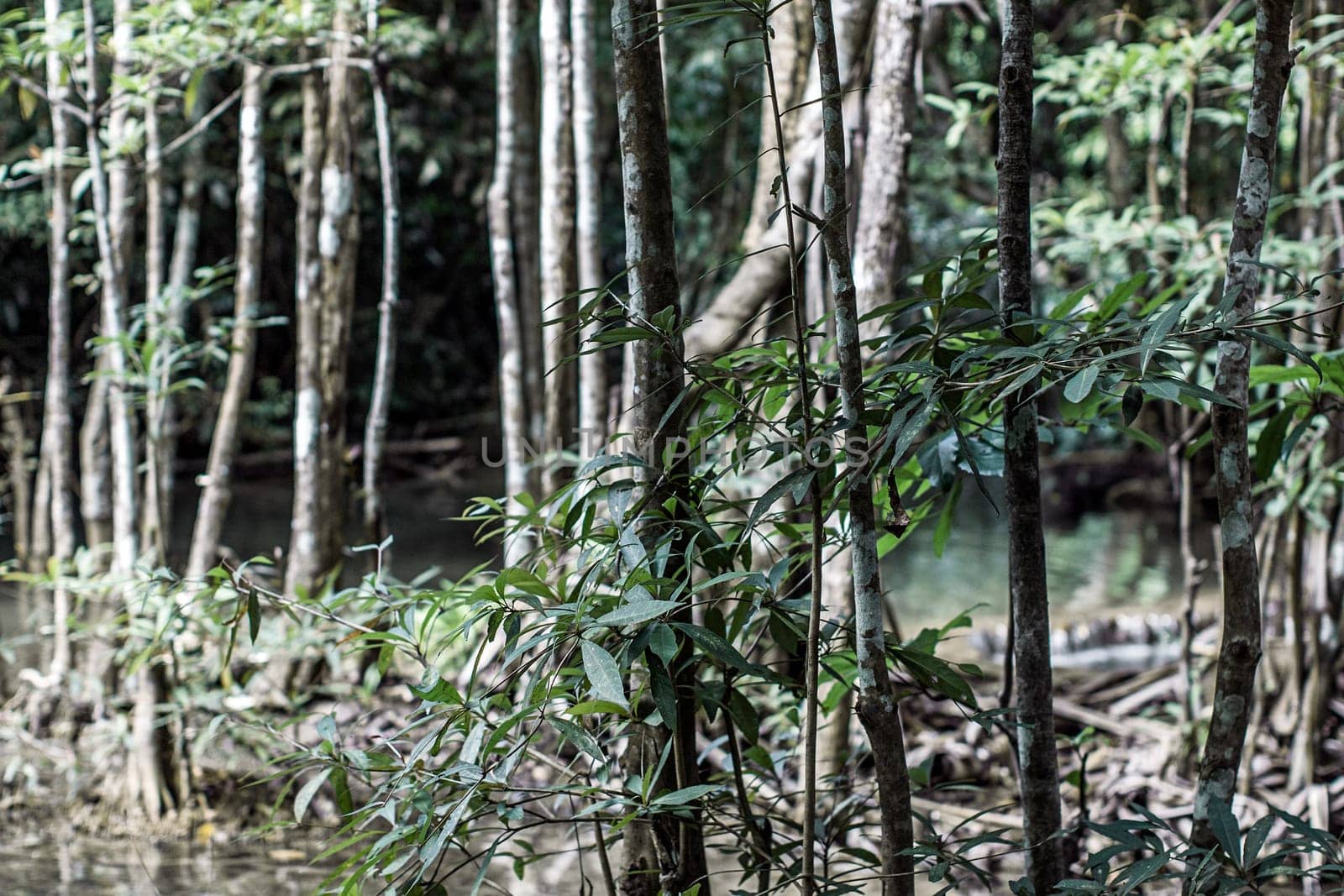 forest trunks woods environment wildlife waterfall