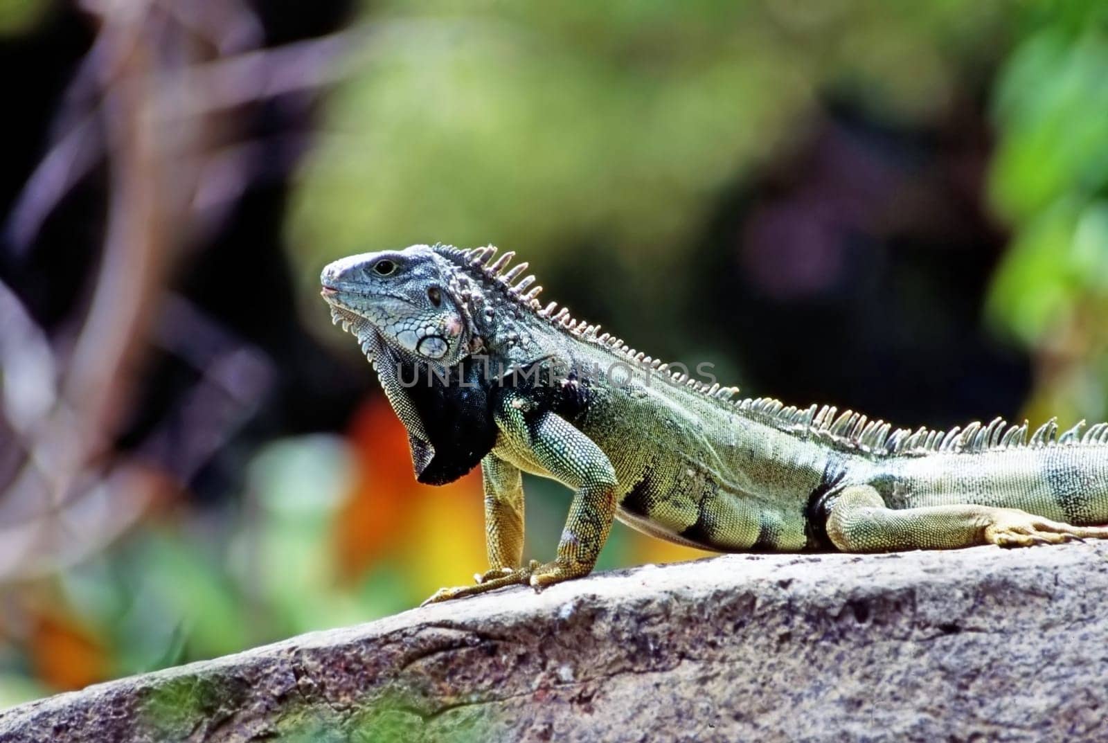 Green Iguana in tropical forest
