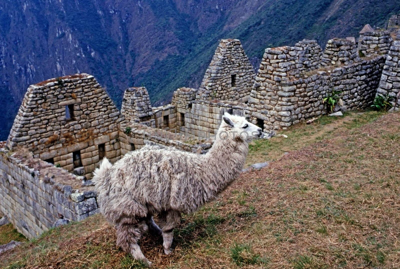 Lama with Machu Picchu in background