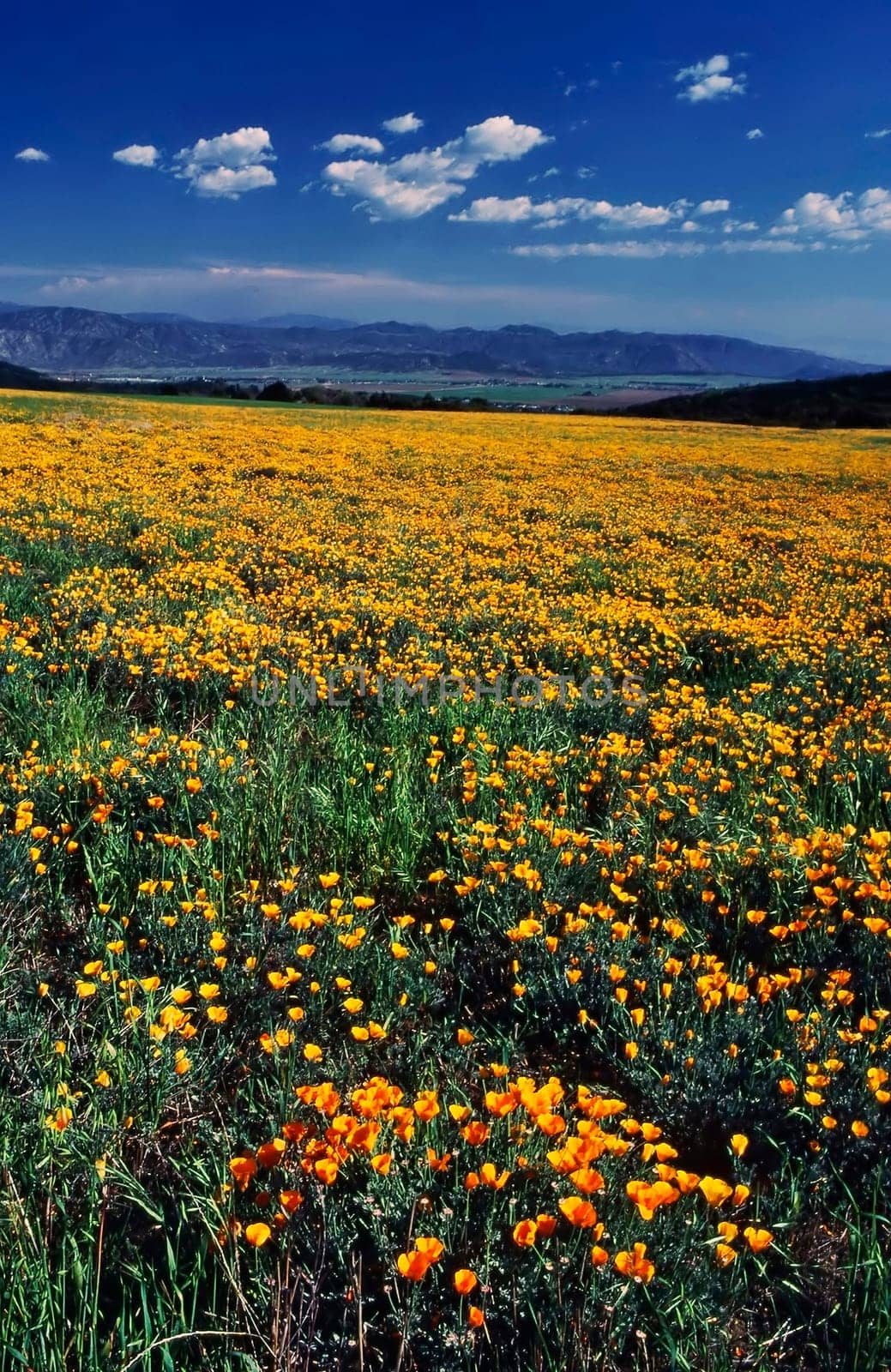 California Poppy on field