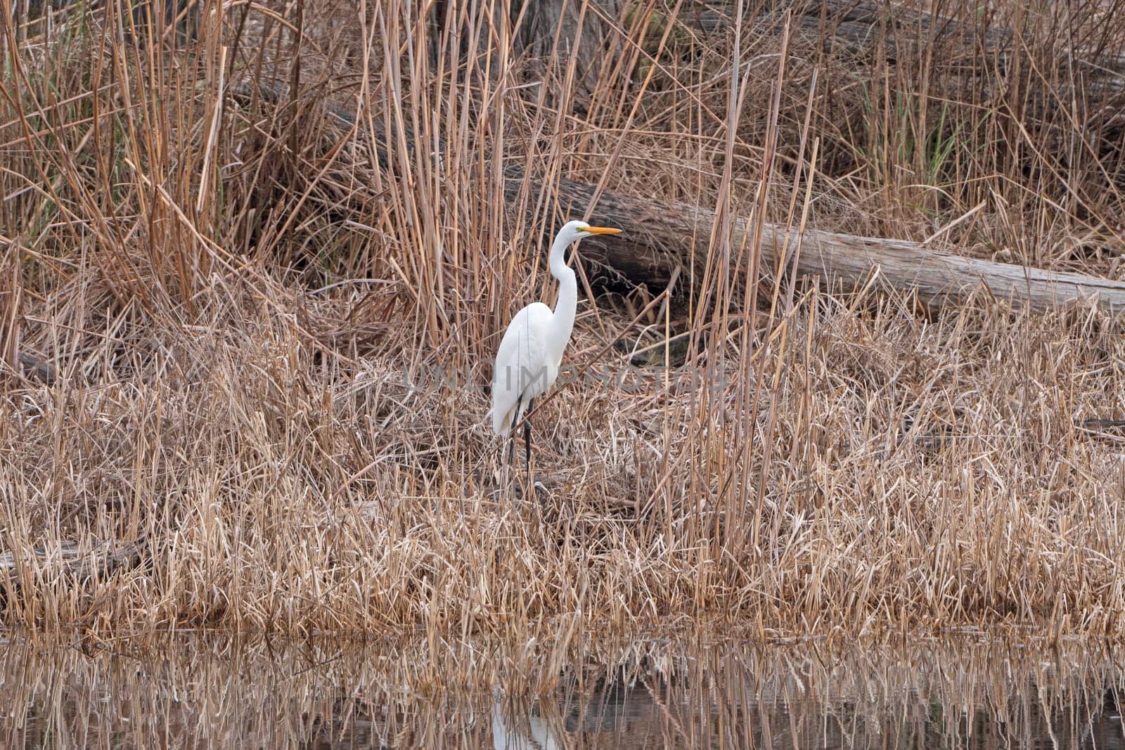 Great Egret along the Suwannee River in Stephen C. Foster State Park in the Okefenokee Swamp in Georgia