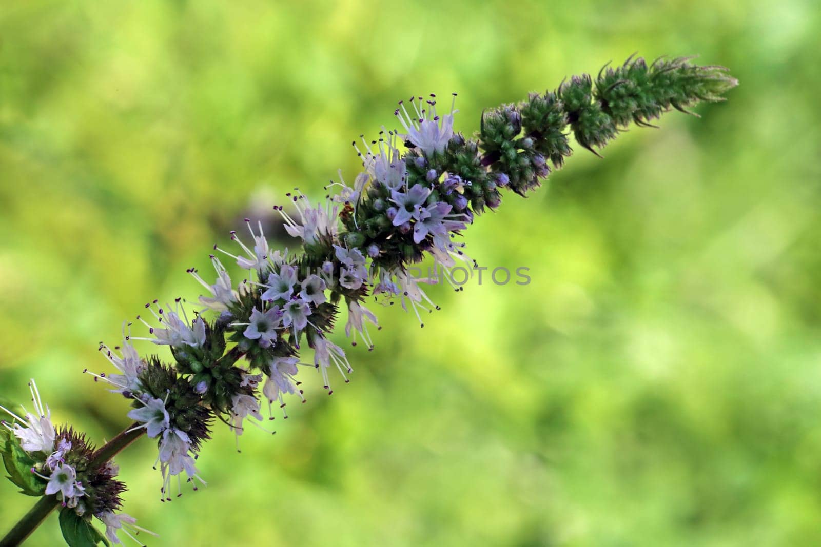 Flowering peppermint Mentha × piperita