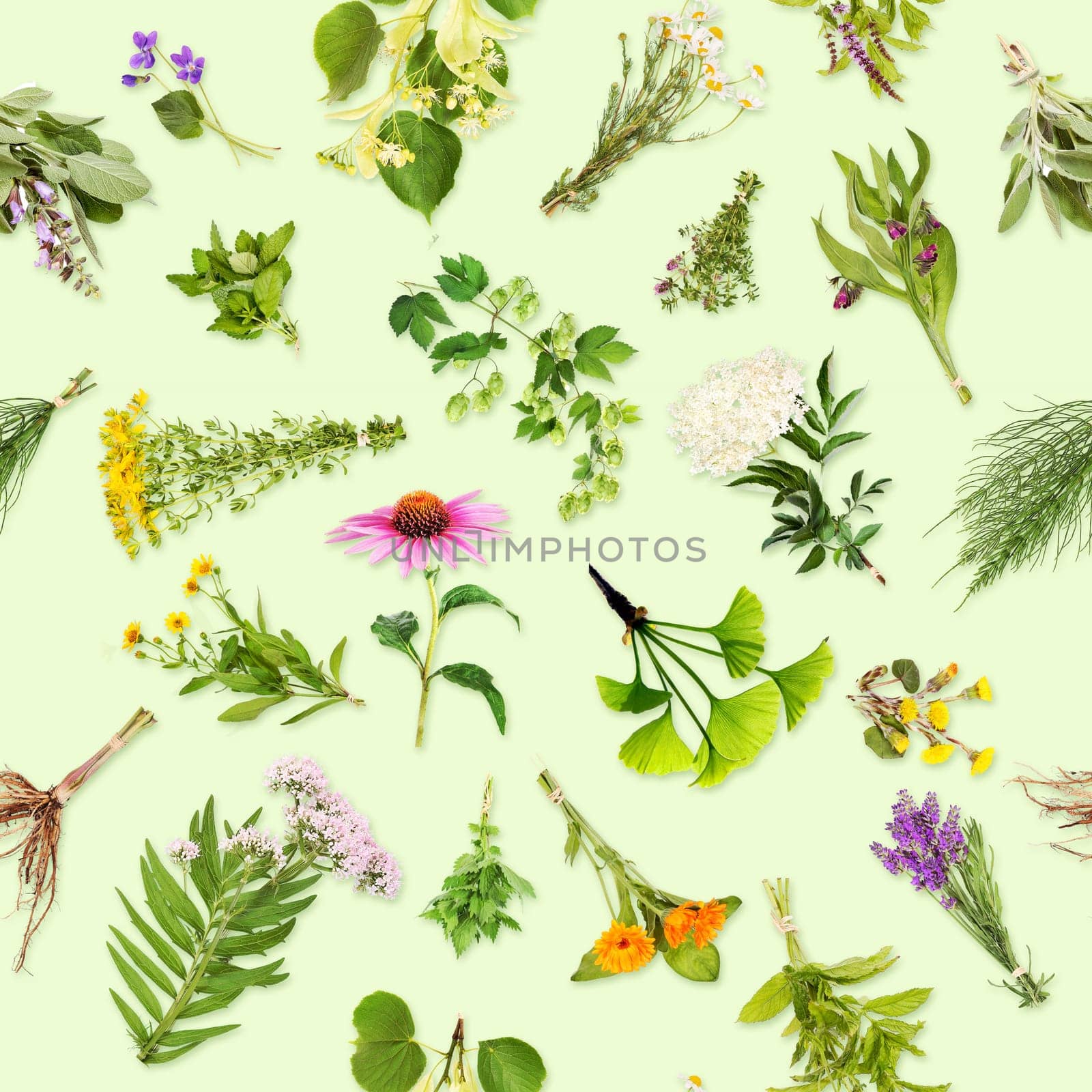 Medicinal plants,seamless pattern
