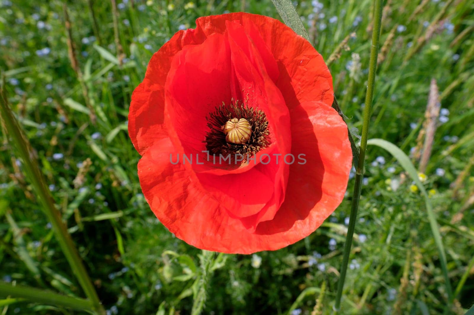 Poppy blossom - Papaver in a macro shot