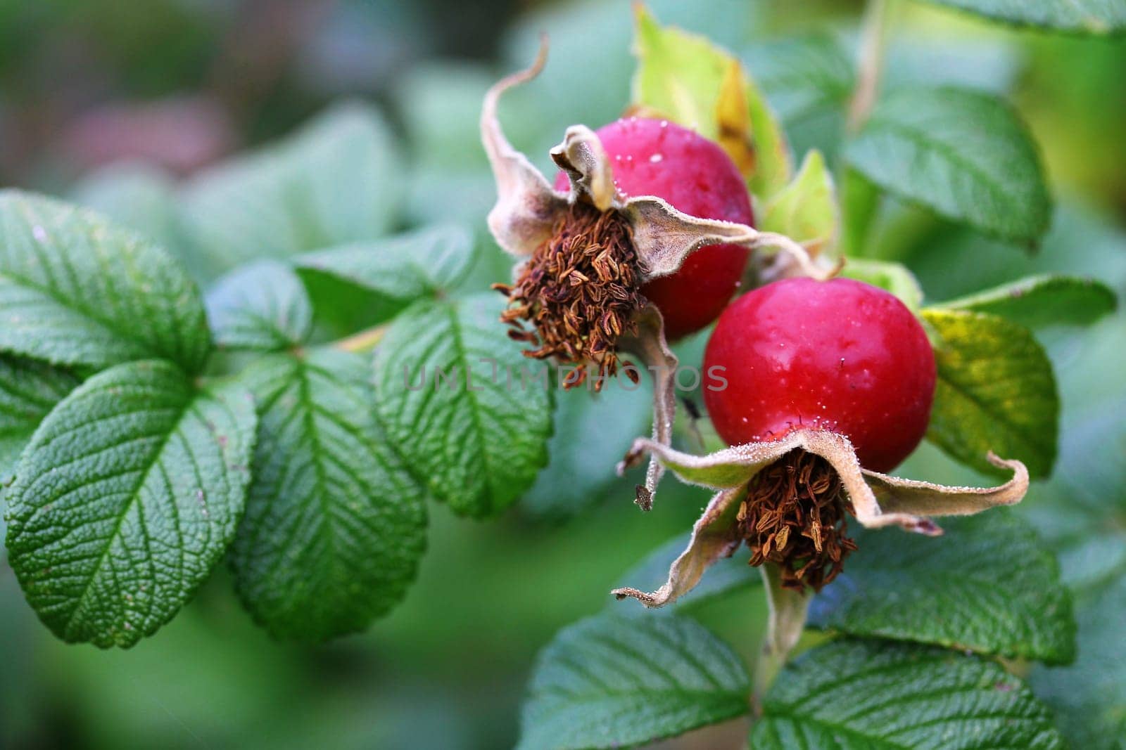 Red rose hips on a shrub. Rose hips are the fruits of dog roses