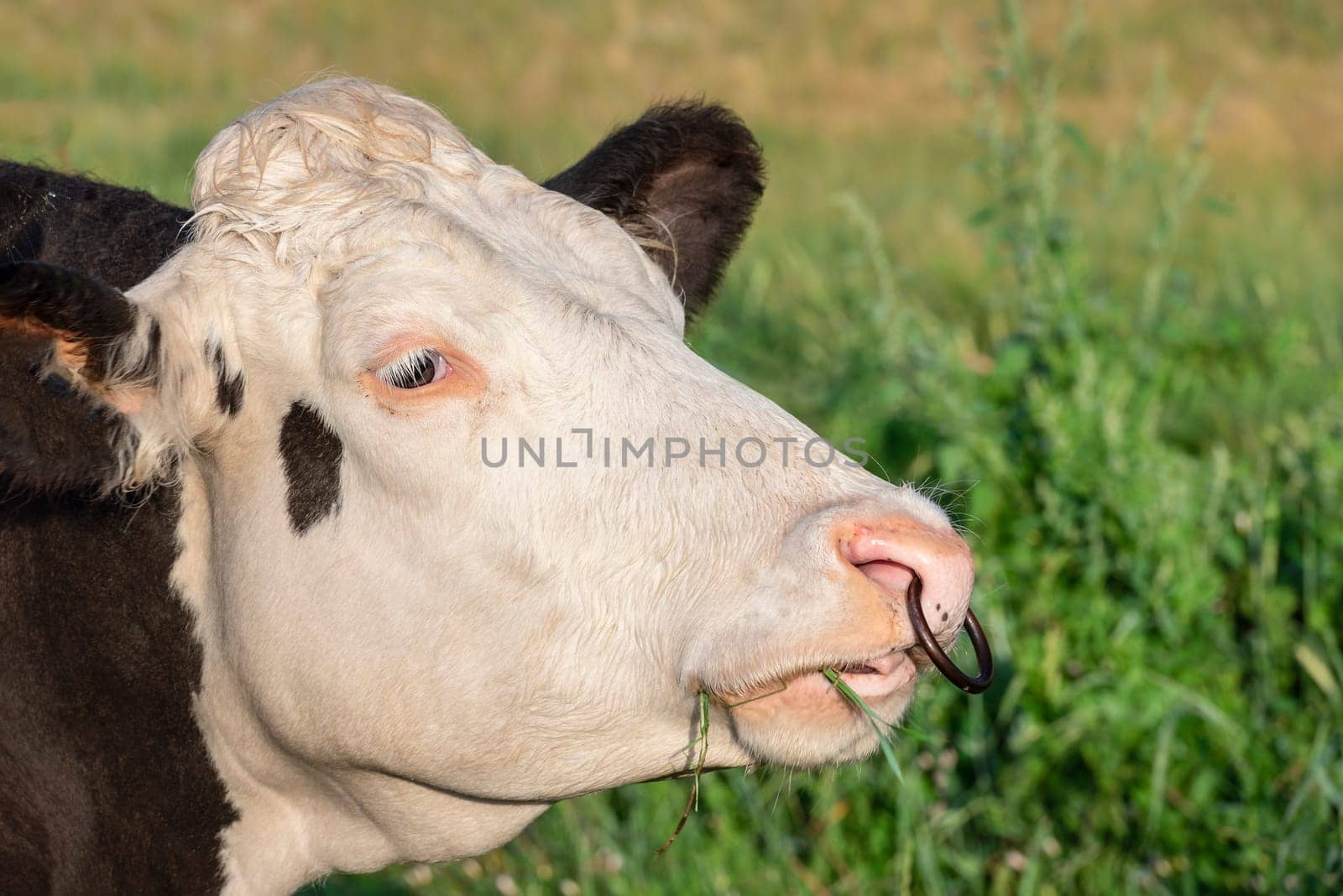 Headshot of a black and white Holstein milk cow, with a ring in its nose and grass in its mouth, on a background of green grass, in Germany.