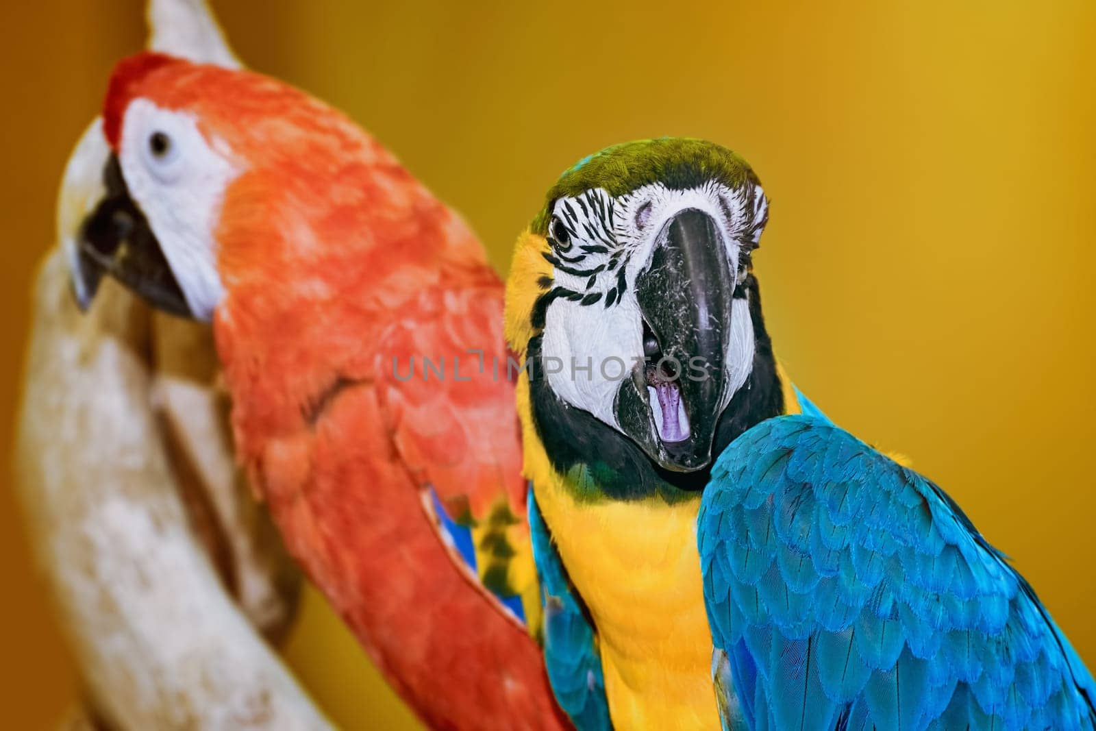Two Macaw Parrots over the Yellow Background