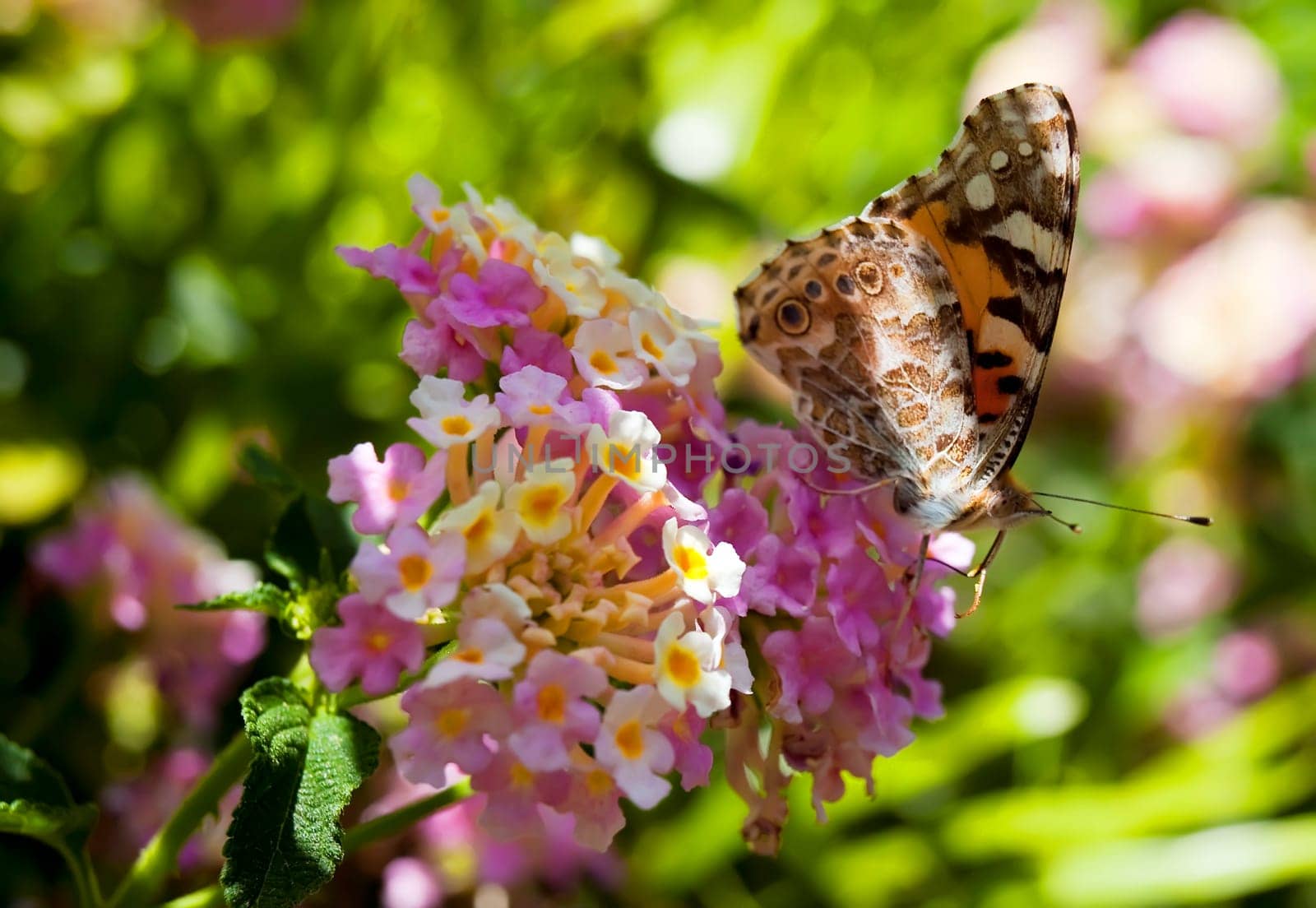 Painted Lady Butterfly or Cynthia Cardui perched on a flower
