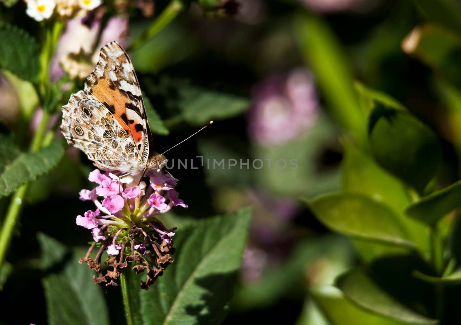 Painted Lady Butterfly or Cynthia Cardui perched on a flower