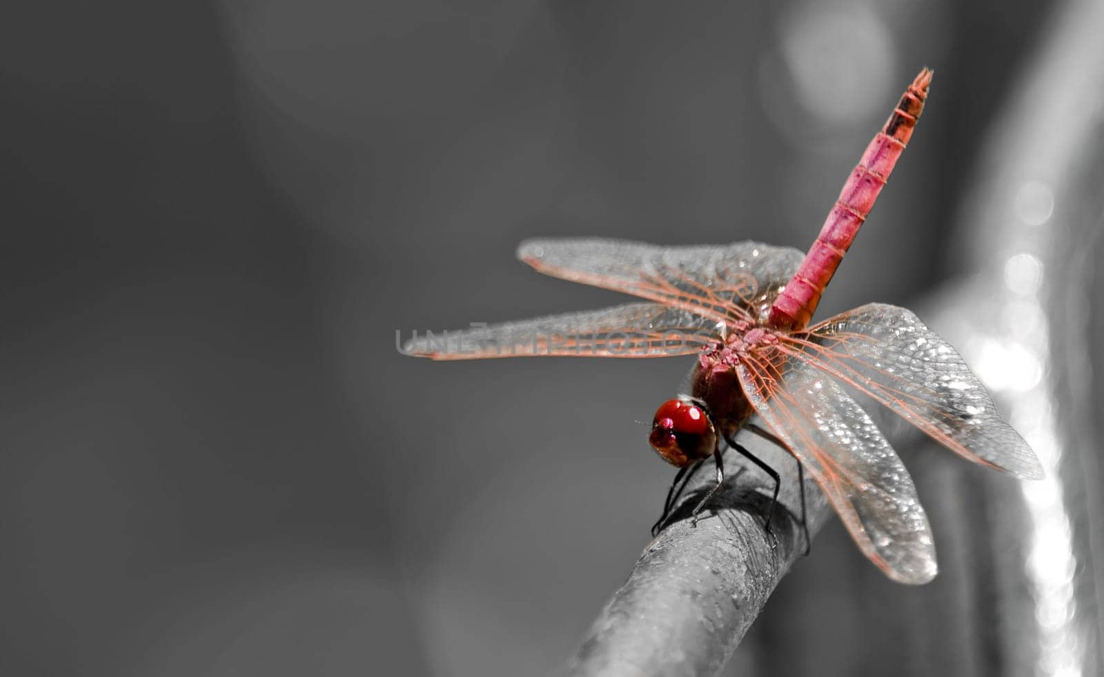 This species of dragonfly is found in Malta and Southern Europe known as the red darter male