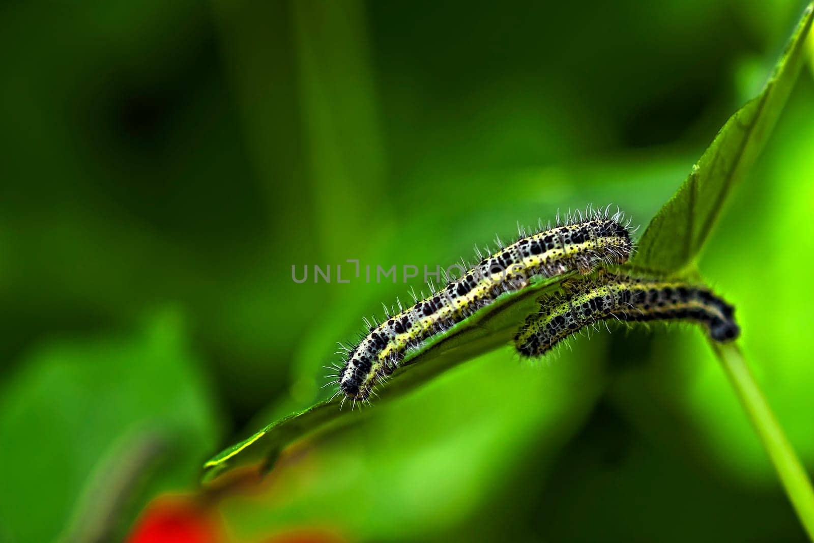Two caterpillars enjoying some quality time on a leaf...