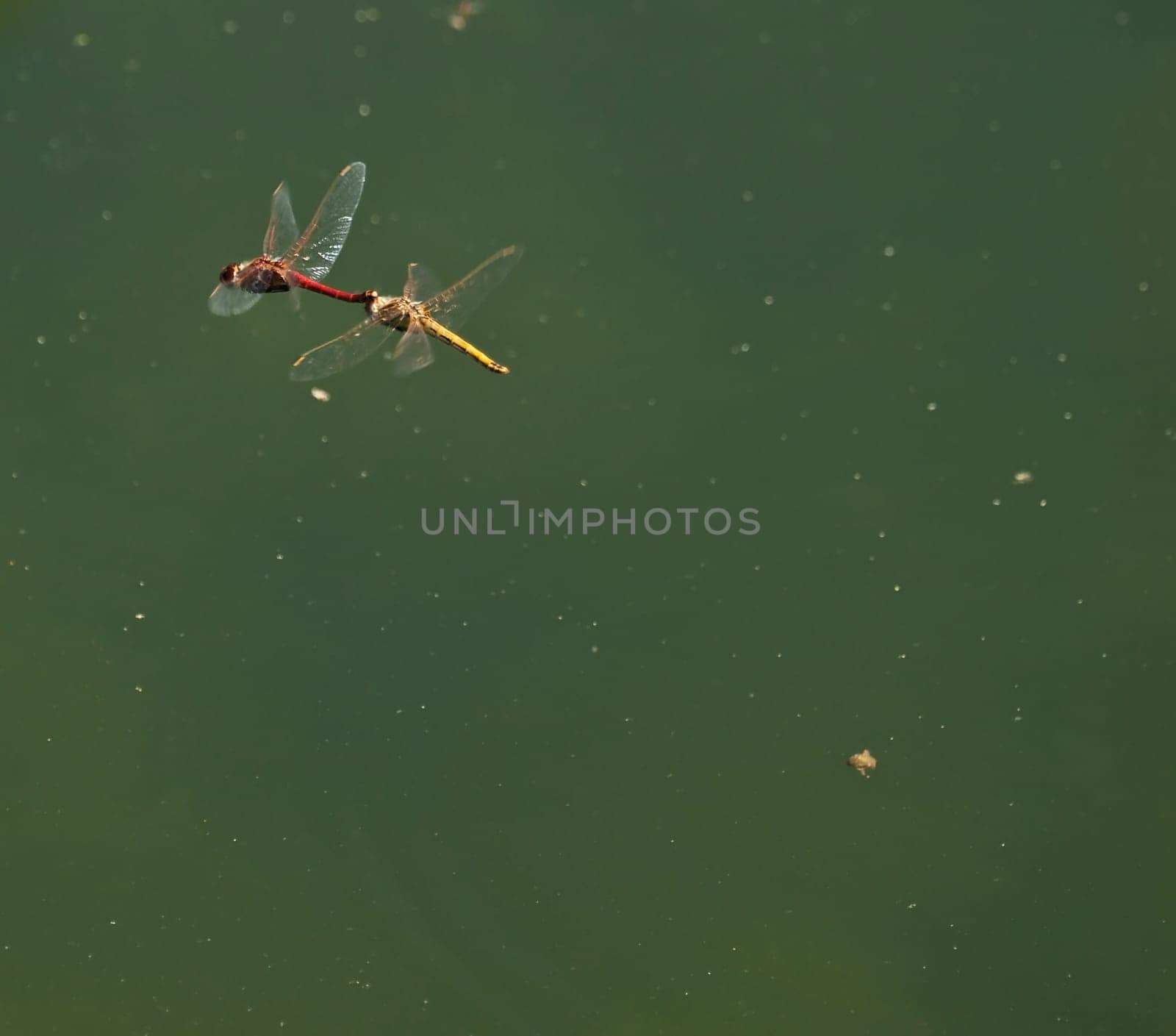 Male and female red darter dragonflies mating in flight
