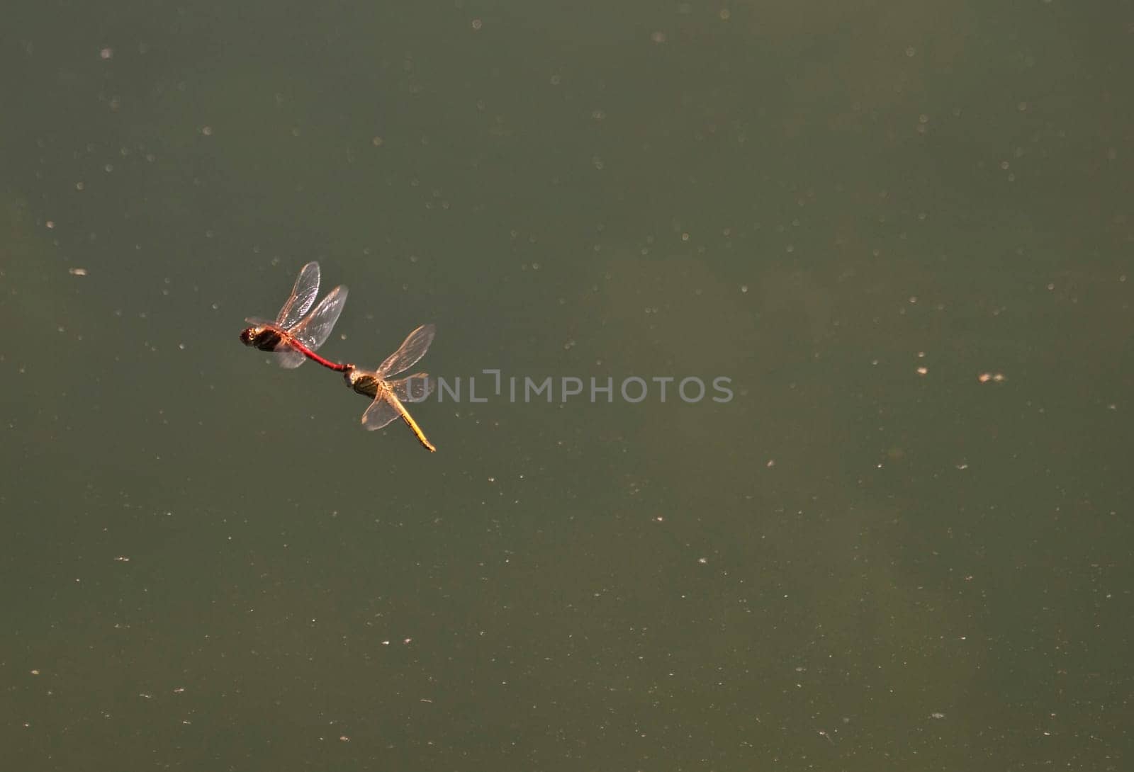 Male and female red darter dragonflies mating in flight