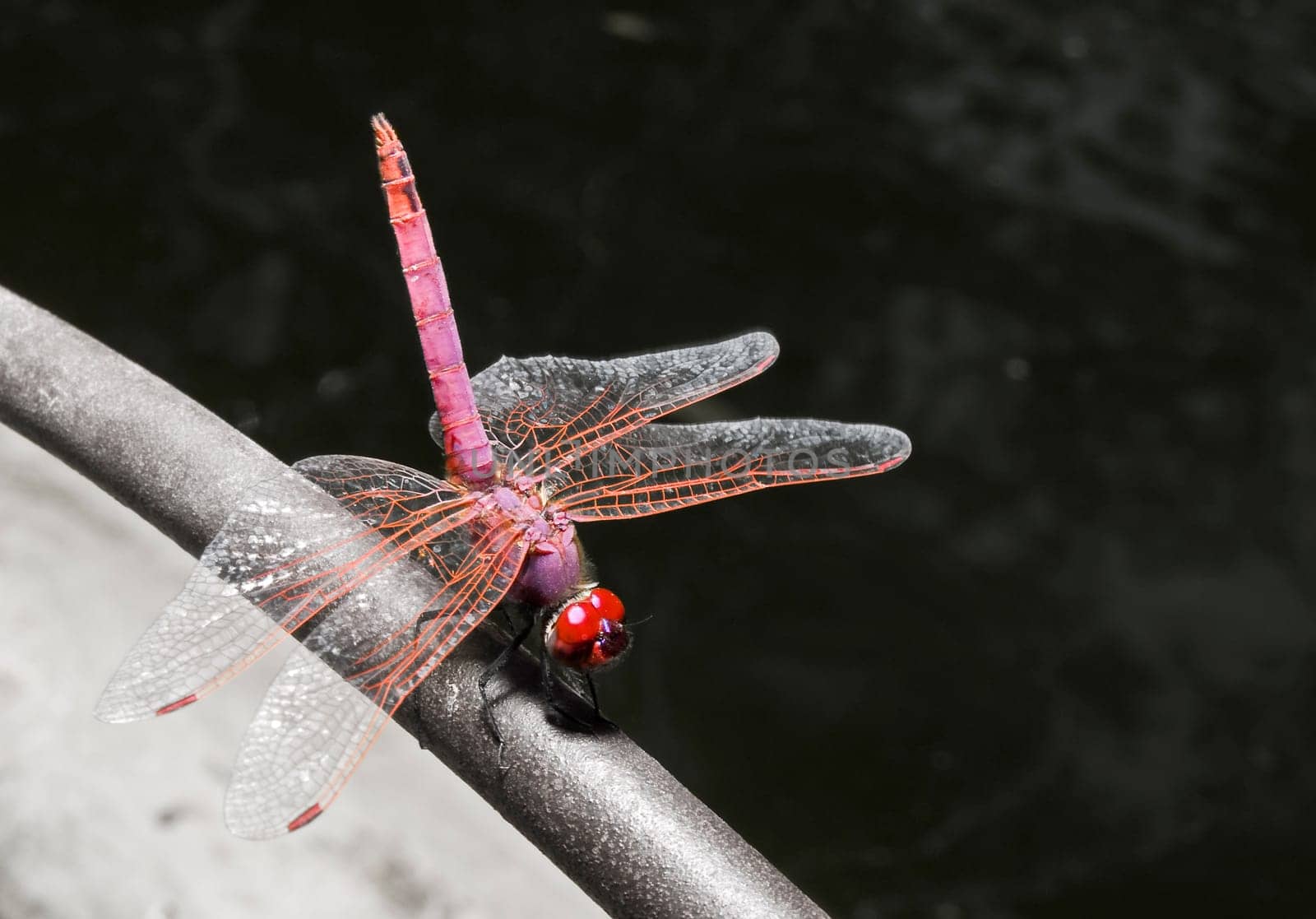 This species of dragonfly is found in Malta and Southern Europe known as the red darter male