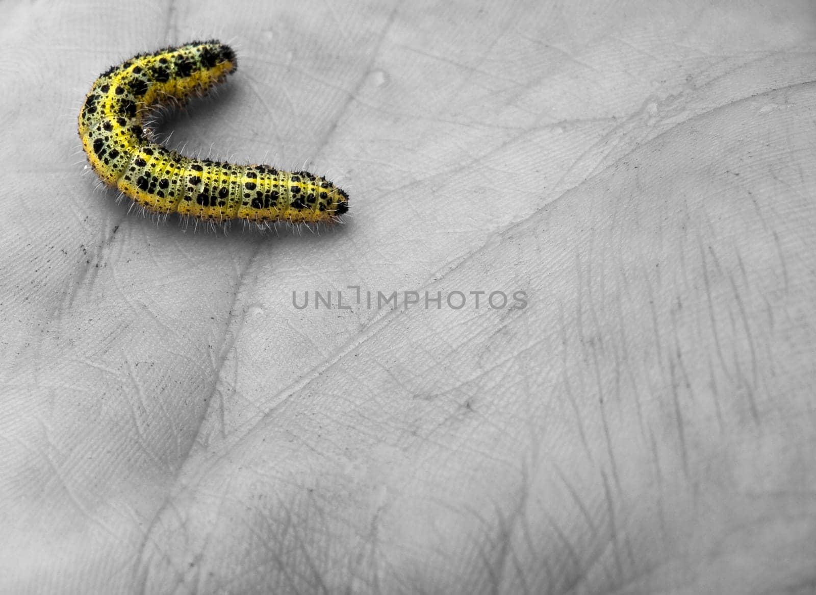 A colourful striped and spotted caterpillar on the palm of a hand