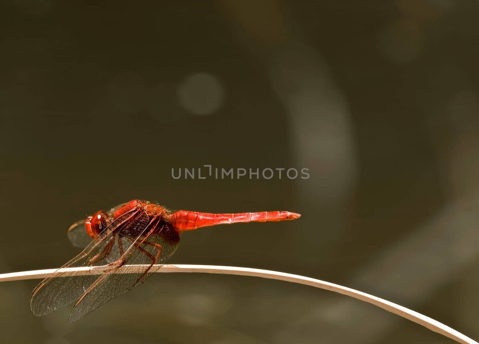 This species of dragonfly is found in Malta and Southern Europe known as the red darter male