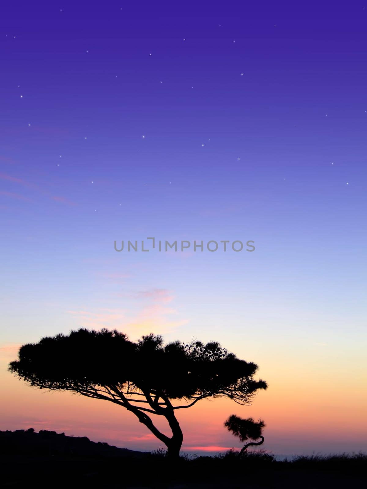 Tree silhouette, against summery natural sunset in the Mediterranean island of Malta
