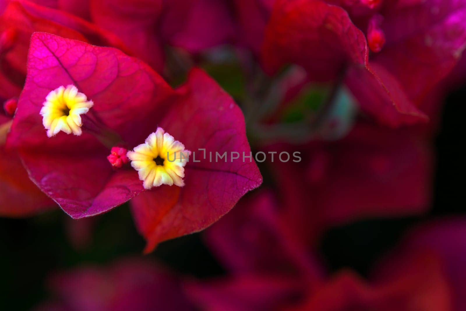 The beautiful colours of a bougainvilla in full blossom