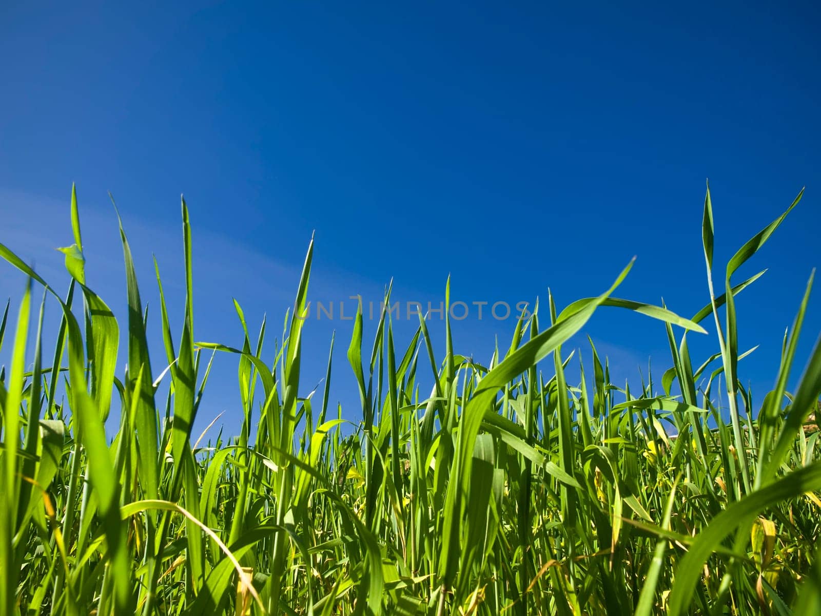 Vivid green blades of grass over a deep blue sky