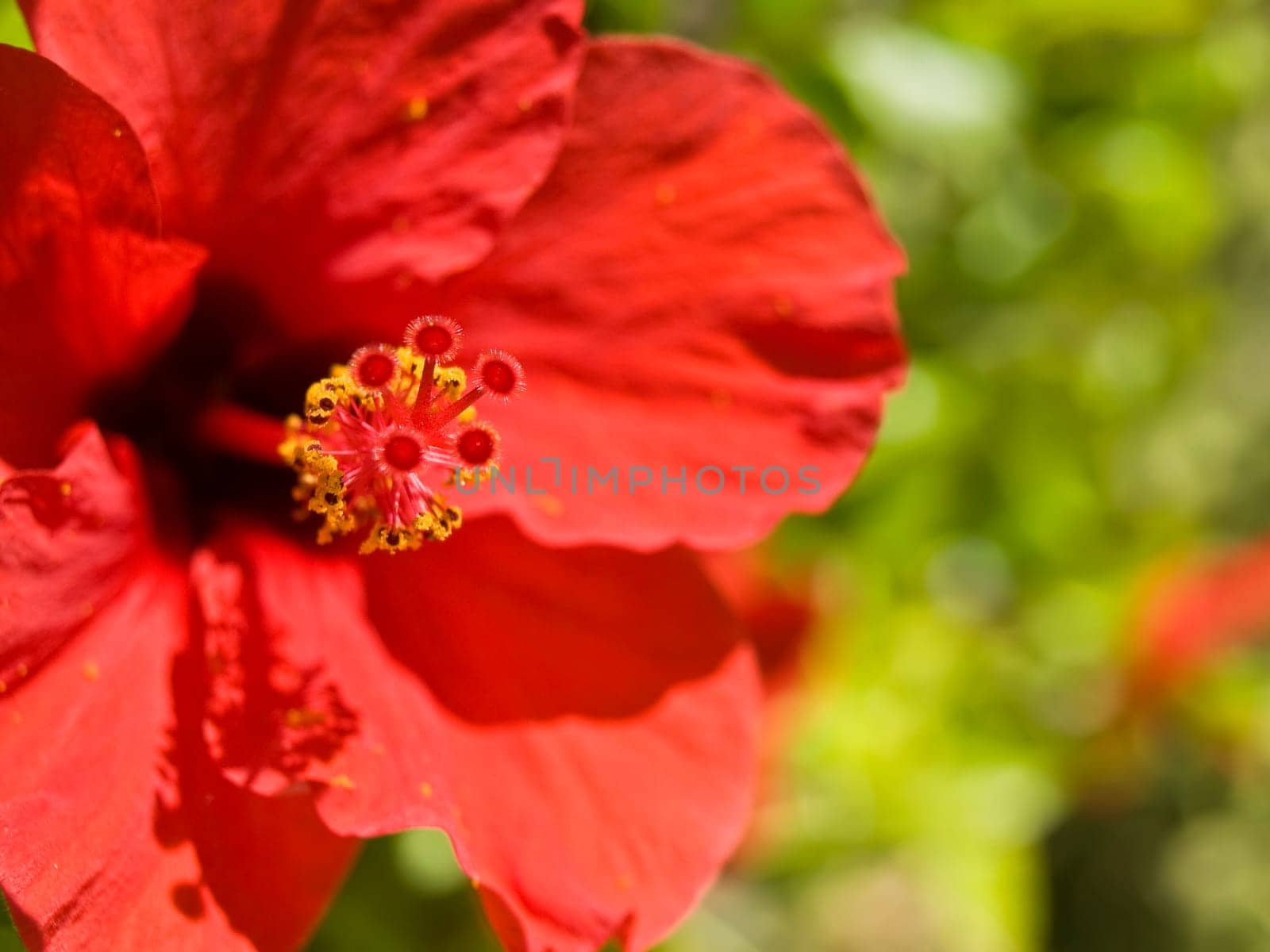 Bright vivid Red Tropical Hibiscus over a green backdrop